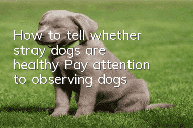 How to tell whether stray dogs are healthy? Pay attention to observing dogs