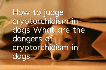 How to judge cryptorchidism in dogs? What are the dangers of cryptorchidism in dogs?