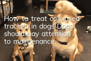 How to treat collapsed trachea in dogs? Dogs should pay attention to maintenance