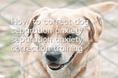 How to correct dog separation anxiety, separation anxiety correction training