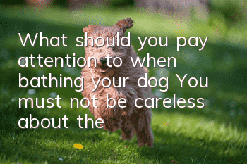 What should you pay attention to when bathing your dog? You must not be careless about these four points
