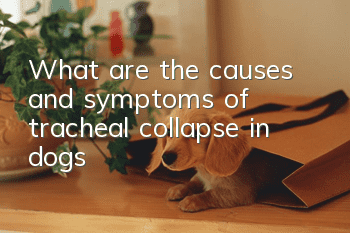 What are the causes and symptoms of tracheal collapse in dogs?