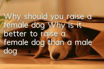 Why should you raise a female dog? Why is it better to raise a female dog than a male dog?