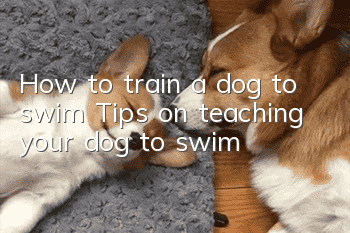 How to train a dog to swim Tips on teaching your dog to swim