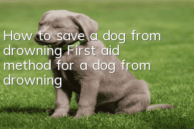 How to save a dog from drowning First aid method for a dog from drowning