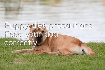 Puppy diet precautions Feed your dog correctly