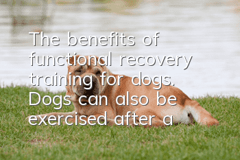 The benefits of functional recovery training for dogs. Dogs can also be exercised after a fracture.