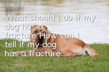 What should I do if my dog has a fracture? How can I tell if my dog has a fracture?