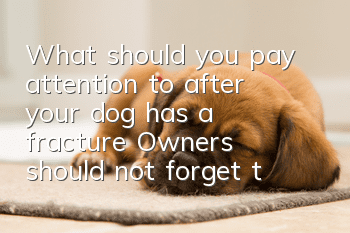 What should you pay attention to after your dog has a fracture? Owners should not forget these things
