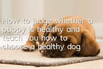 How to judge whether a puppy is healthy and teach you how to choose a healthy dog