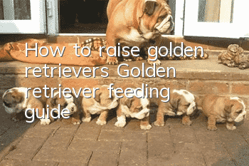 How to raise golden retrievers Golden retriever feeding guide