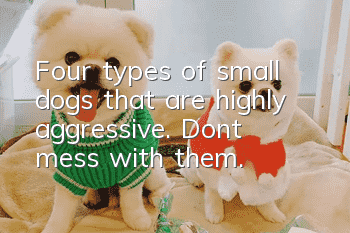 Four types of small dogs that are highly aggressive. Don’t mess with them.
