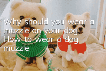 Why should you wear a muzzle on your dog? How to wear a dog muzzle?