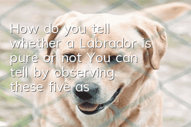 How do you tell whether a Labrador is pure or not? You can tell by observing these five aspects.