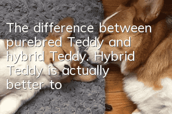 The difference between purebred Teddy and hybrid Teddy. Hybrid Teddy is actually better to raise
