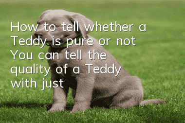 How to tell whether a Teddy is pure or not? You can tell the quality of a Teddy with just three points