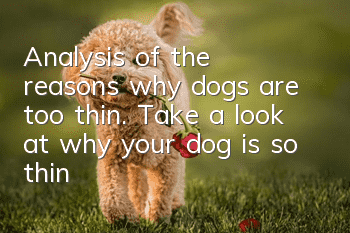 Analysis of the reasons why dogs are too thin. Take a look at why your dog is so thin!