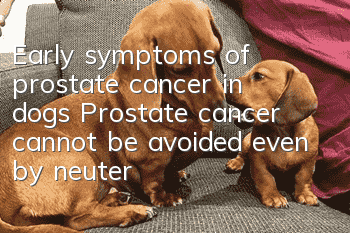 Early symptoms of prostate cancer in dogs Prostate cancer cannot be avoided even by neutering male dogs