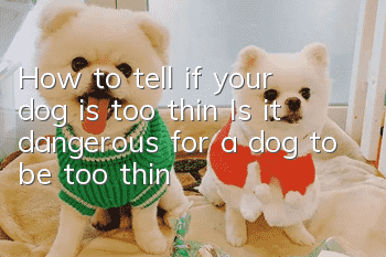 How to tell if your dog is too thin? Is it dangerous for a dog to be too thin?