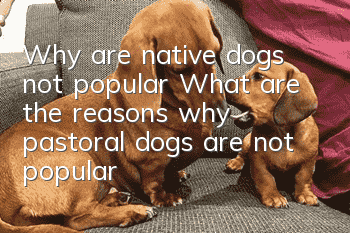 Why are native dogs not popular? What are the reasons why pastoral dogs are not popular?