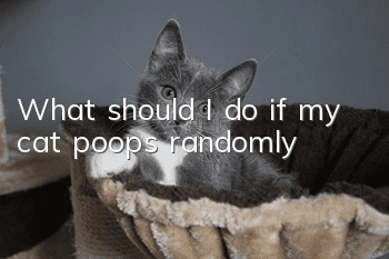 What should I do if my cat poops randomly?