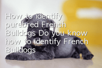 How to identify purebred French Bulldogs? Do you know how to identify French Bulldogs?