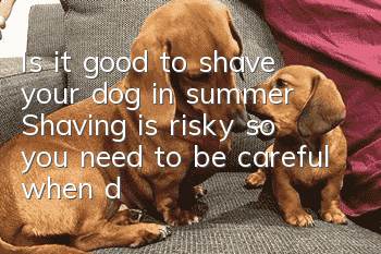 Is it good to shave your dog in summer? Shaving is risky, so you need to be careful when doing it.