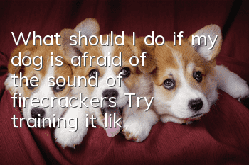 What should I do if my dog ​​is afraid of the sound of firecrackers? Try training it like this