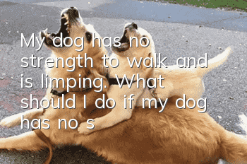 My dog ​​has no strength to walk and is limping. What should I do if my dog ​​has no strength to walk?