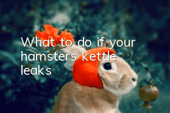 What to do if your hamster's kettle leaks