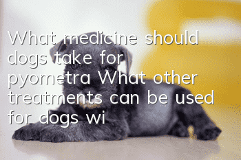 What medicine should dogs take for pyometra? What other treatments can be used for dogs with pyometra besides removal?