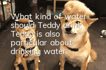 What kind of water should Teddy drink? Teddy is also particular about drinking water.