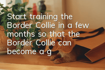 Start training the Border Collie in a few months, so that the Border Collie can become a good baby