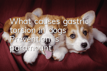 What causes gastric torsion in dogs? Prevention is paramount
