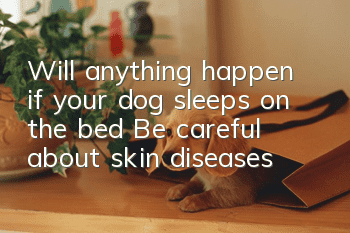 Will anything happen if your dog sleeps on the bed? Be careful about skin diseases