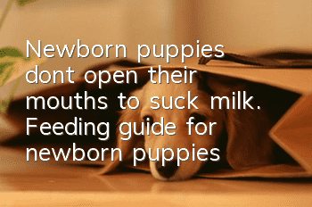 Newborn puppies don’t open their mouths to suck milk. Feeding guide for newborn puppies