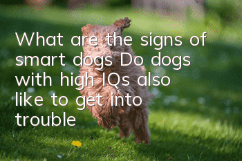 What are the signs of smart dogs? Do dogs with high IQs also like to get into trouble?