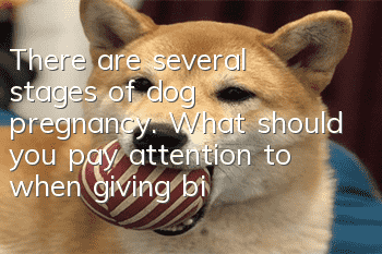 There are several stages of dog pregnancy. What should you pay attention to when giving birth?