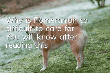 Why is Pomeranian so difficult to care for? You will know after reading this