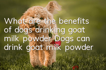 What are the benefits of dogs drinking goat milk powder? Dogs can drink goat milk powder