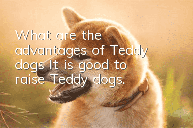 What are the advantages of Teddy dogs? It is good to raise Teddy dogs.
