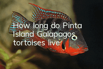 How long do Pinta Island Galapagos tortoises live?