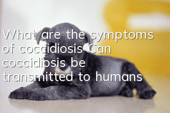 What are the symptoms of coccidiosis? Can coccidiosis be transmitted to humans?