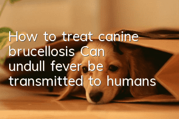 How to treat canine brucellosis? Can undull fever be transmitted to humans?