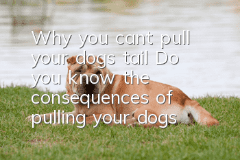 Why you can’t pull your dog’s tail? Do you know the consequences of pulling your dog’s tail?