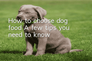 How to choose dog food? A few tips you need to know