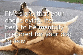 Five signs that your dog is dying. It’s best to be mentally prepared for your dog to leave.