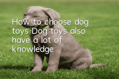 How to choose dog toys? Dog toys also have a lot of knowledge