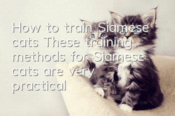 How to train Siamese cats? These training methods for Siamese cats are very practical!