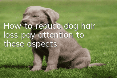 How to reduce dog hair loss: pay attention to these aspects